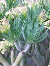 Image result for Kleinia