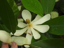 Up for bid are seeds of the evergreen sweetbay magnolia. Magnolia Virginiana Swamp Magnolia Sweetbay Sweet Bay Sweet Bay Magnolia Sweetbay Magnolia North Carolina Extension Gardener Plant Toolbox