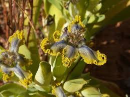 Image result for Ferraria glutinosa