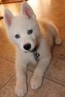 White Husky Puppies for Sale - DogsNow