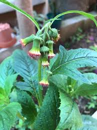 Image result for Crassocephalum radiatum