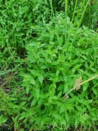 Image result for Arthraxon hispidus