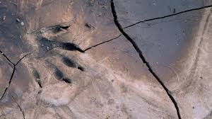 More raccoon tracks in the mud. A Field Guide To Tracking In Your Neighborhood Cool Green Science