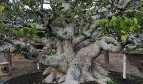 Mengenal bahan bonsai mentaos bintaos di alam liar larantuka. Mau Tau Harga Bonsai Terupdate Cek Disini Beserta Jenisnya Aplikasi Pertanian Media Agribisnis Gdm Agri