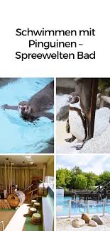 Schwimmen Mit Pinguinen Spreewelten Bad Calistas Traum Pinguine Urlaub Schwimmen
