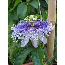 P Byron Beauty Passiflora Shop Flora Flowers Amazing Flowers Unique Flowers