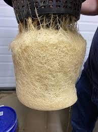 Vergelijk spierwitte en bruine wortels in verschillende groeistadia