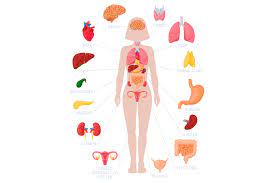 This crazy animation shows how organs shift during pregnancy. Woman Internal Organs Infographic Human Body Anatomy Lungs Kidneys By Winwin Artlab Thehungryjpeg Com