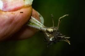 Image result for Isoetes alstonii