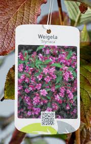 Catalogue of life en : Weigela Styriaca Weigele Styriaca Jetzt Gunstig Online Kaufen Bei Pflanzmich