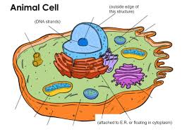 Animal cell parts and functions with picture. The Best 14 Parts Of An Animal Cell And Their Functions Quizlet