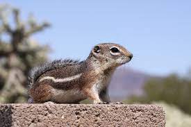 Check spelling or type a new query. Harris S Antelope Squirrel Wikipedia