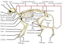 skeleton of a cat cat anatomy cat skeleton feline anatomy