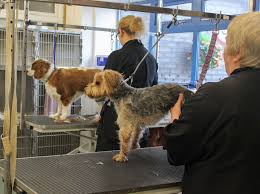 Filter by popular features, pricing options, number of users, and read reviews from real users and find a tool. Mypetstop Dog Grooming Salon Washington