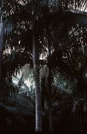 Image result for Acanthophoenix rubra