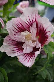 Image result for Hibiscus syriacus ´Pink Chiffon