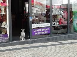 Le chien dans la vitrine. Combien Pour Le P Tit Chien Dans La Vitrine Vierzonitude
