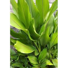 We did not find results for: Tanaman Obat Temulawak Bibit Tumbuhan Temu Lawak Minim Order 2 Pohon Shopee Indonesia