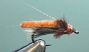 Image result for Peddiea fischeri