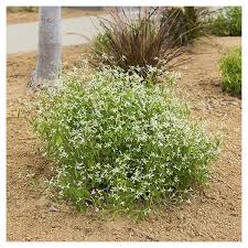 Image result for Euphorbia hypericifolia