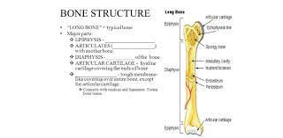 Jun 16, 2021 · these funny trivia questions will not only test your knowledge of the universe. Trivia Quiz On Functions Of Bones Proprofs Quiz
