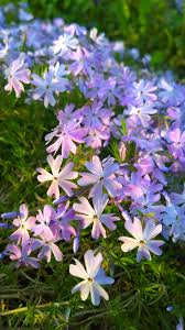 Color pictures, email pictures, and more with these spring coloring pages. 20 Best Spring Flowers Popular Flowers To Plant In Spring