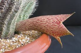 Image result for Stomatostemma