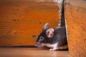 Mäuse, die heute vielerorts als haustiere gehalten werden, stammen von der sogenannten hausmaus ab, die vor über 8000 jahren die futterquellen in den häusern der menschen entdeckte. Mause Im Haus Bekampfen Befall Erkennen