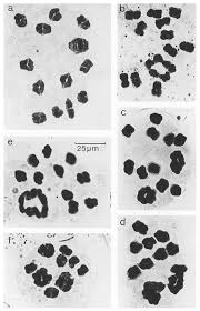 Image result for Viscum bagshawei