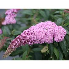 Butterfly bush pink delight (buddleja davidii 'pink delight'). 25 Light Purple Butterfly Bush Seeds Flower Flowering Perennial Garden Shrub Perennial Seeds Yard Garden Outdoor Living