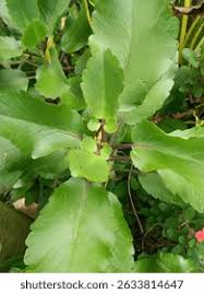 Image result for Ottelia fischeri