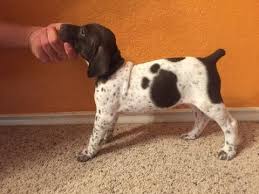 Find a german wirehaired pointer breeder in texas. German Shorthaired Pointer Puppy For Sale In Austin Tx German Shorthaired Pointer Puppies For Sale German Shorthaired Pointer German Shorthaired Pointer Puppy