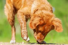 Parce que les milliers de poils urticants de cette chenille contiennent de la. Sante Du Chien Chenilles Processionnaires Tout Chien Le Magazine