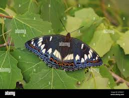 Image result for Limenitis populi