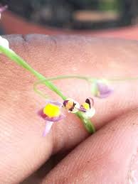 Image result for Utricularia welwitschii