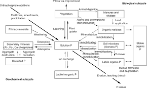 Erleben sie günstige preise und viele kostenlose extras wie proben & zeitschriften. Phosphorus Cycle An Overview Sciencedirect Topics