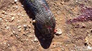 The snake is usually shy. Zebra Spitting Cobra Aka Zebra Snake Africahunting Com