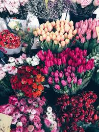 Pinterest Macywillcutt Flower Aesthetic Pretty Flowers Beautiful Flowers