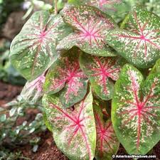 Caladium Bulbs Pink Beauty Caladium Plants Bulb Flowers