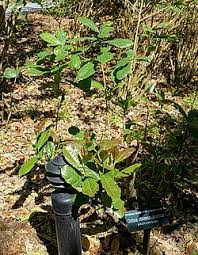 Image result for Ochna cinnabarina