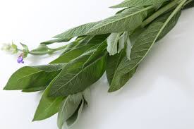 セージ（ハーブ）香草 画像3枚 無料写真素材 「花ざかりの森」「花ざかりの森」