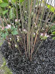 Image result for Costus afer