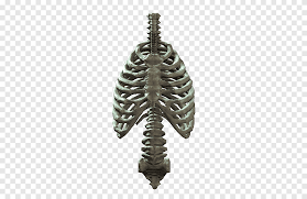 An enlarged or ruptured spleen can cause sudden or chronic pain under the left rib cage that ends up migrating towards the back and/or shoulders. Rib Cage Human Skeleton Human Body Rib Cage S Heart Anatomy Png Pngegg