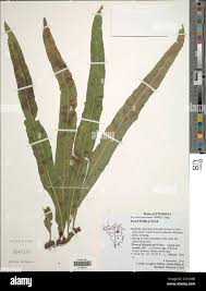 Image result for Lepisorus excavatus