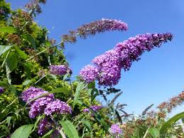 Image result for Komule empire blue