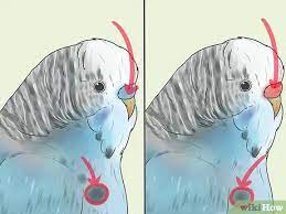 Consider the age of your budgie. How To Identify Your Budgie S Sex 8 Steps With Pictures