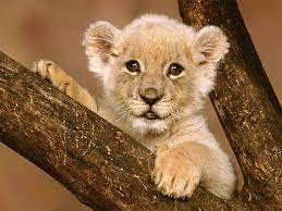 Cute Baby Lion Best Wallpaper Hd Baby Lion Lion Wallpaper Lion Pictures