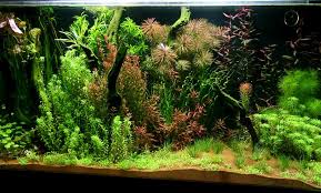 Andrew de melo's blue green box uses fish waste to provide nutrients for plants. Freshwater Aquariums Get To Know The Different Types Of Aquatic Gardens Reefs Com