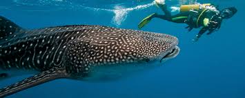 Tabla de contenidos los tiburones ballena pueden alimentarse por succión. 10 Cosas Que Tienes Que Saber Sobre El Tiburon Ballena Mexico Desconocido
