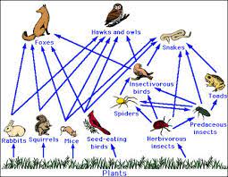 A predator is an animal that hunts, kills and eats other animals for food. Wildlife Populations Adaptations And Resource Use